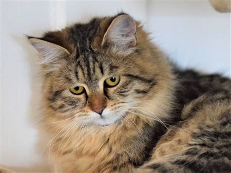 If you live in Maryland and you&39;re trying to adopt a Maine Coon kitten or cat, your best choice is. . Maryland siberian cat breeders